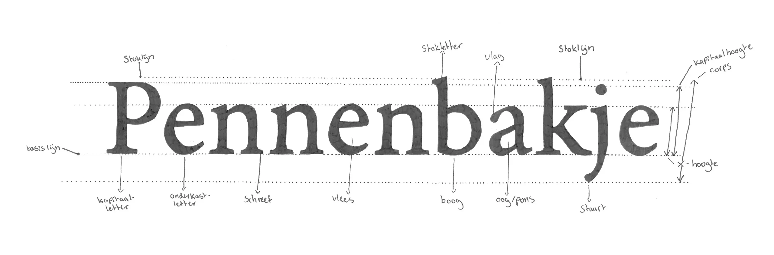 Letteranatomie